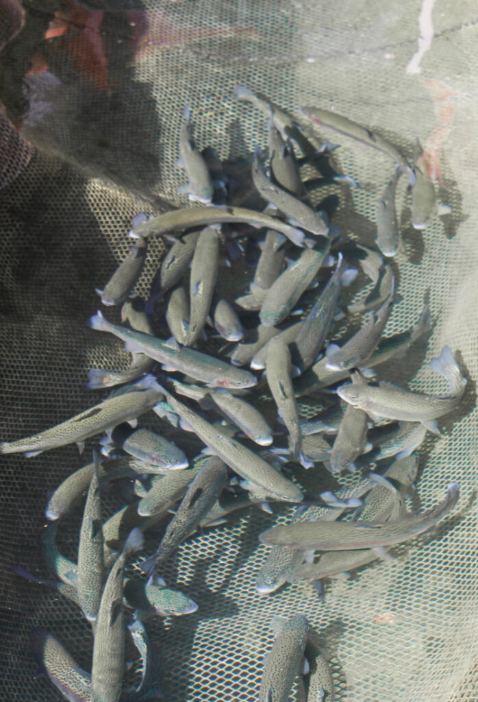 Laghetto Marchesini - foto trote fresche